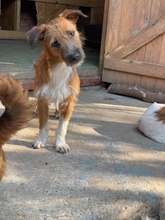 MINA, Hund, Mischlingshund in Rumänien - Bild 2