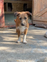MINA, Hund, Mischlingshund in Rumänien - Bild 3
