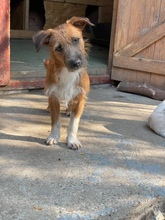 MINA, Hund, Mischlingshund in Rumänien - Bild 4