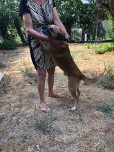 ACHILLE, Hund, Mischlingshund in Italien - Bild 3