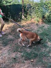 ACHILLE, Hund, Mischlingshund in Italien - Bild 5
