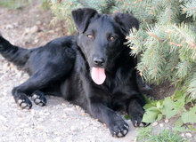 NALA, Hund, Mischlingshund in Ungarn - Bild 1