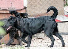 NALA, Hund, Mischlingshund in Ungarn - Bild 2