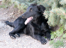 NALA, Hund, Mischlingshund in Ungarn - Bild 3