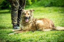 FOSTER, Hund, Mischlingshund in Ungarn - Bild 1