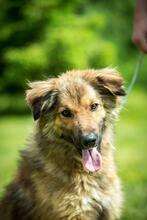 FOSTER, Hund, Mischlingshund in Ungarn - Bild 10
