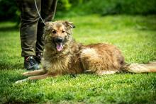 FOSTER, Hund, Mischlingshund in Ungarn - Bild 2
