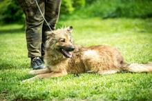 FOSTER, Hund, Mischlingshund in Ungarn - Bild 3