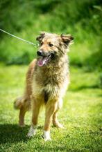 FOSTER, Hund, Mischlingshund in Ungarn - Bild 5