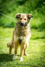 FOSTER, Hund, Mischlingshund in Ungarn - Bild 6