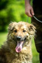 FOSTER, Hund, Mischlingshund in Ungarn - Bild 7