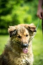 FOSTER, Hund, Mischlingshund in Ungarn - Bild 8