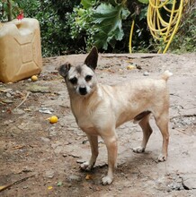 MRCLEVER, Hund, Mischlingshund in Spanien - Bild 6
