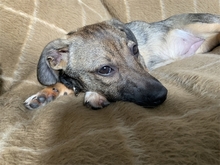 GLORIA, Hund, Mischlingshund in Ammersbek - Bild 12