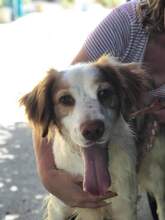 JULIO, Hund, Bretonischer Vorstehhund in Spanien - Bild 1