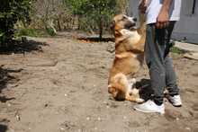 RANTANPLAN, Hund, Mischlingshund in Spanien - Bild 3