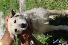 URVI, Hund, Schnauzer-Hütehund-Mix in Rumänien - Bild 1