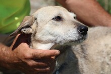 URVI, Hund, Schnauzer-Hütehund-Mix in Rumänien - Bild 2