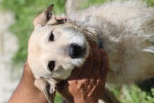 URVI, Hund, Schnauzer-Hütehund-Mix in Rumänien - Bild 4