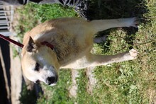 LESEMBA, Hund, Boxer-Hütehund-Mix in Rumänien - Bild 2