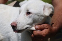 SIRIU, Hund, Labrador-Golden Retriever-Mix in Rumänien - Bild 4