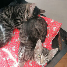 NINA, Katze, Hauskatze in Bulgarien - Bild 1