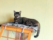 NINA, Katze, Hauskatze in Bulgarien - Bild 10