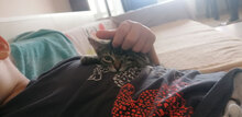NINA, Katze, Hauskatze in Bulgarien - Bild 3