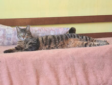 NINA, Katze, Hauskatze in Bulgarien - Bild 8