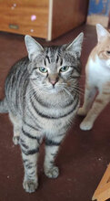 SIMON, Katze, Hauskatze in Bulgarien - Bild 4
