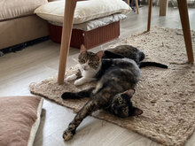 TOBI, Katze, Hauskatze in Bulgarien - Bild 11