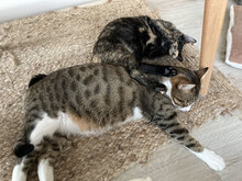 TOBI, Katze, Hauskatze in Bulgarien - Bild 12
