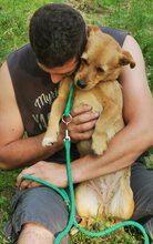 USARA, Hund, Mischlingshund in Ungarn - Bild 2