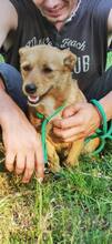 USARA, Hund, Mischlingshund in Ungarn - Bild 3