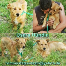 USARA, Hund, Mischlingshund in Ungarn - Bild 5