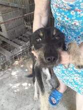 BETTY, Hund, Mischlingshund in Rumänien - Bild 1