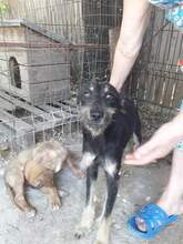 BETTY, Hund, Mischlingshund in Rumänien - Bild 2