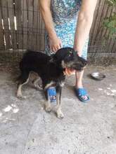 BETTY, Hund, Mischlingshund in Rumänien - Bild 3