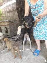 BETTY, Hund, Mischlingshund in Rumänien - Bild 5