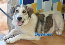 DUMONT, Hund, Mischlingshund in Spanien - Bild 1