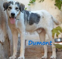DUMONT, Hund, Mischlingshund in Spanien - Bild 2