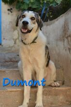 DUMONT, Hund, Mischlingshund in Spanien - Bild 3