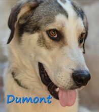 DUMONT, Hund, Mischlingshund in Spanien - Bild 4
