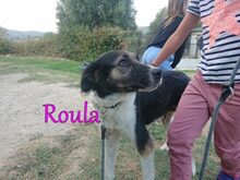 ROULA, Hund, Griechischer Hirtenhund-Mix in Griechenland - Bild 11
