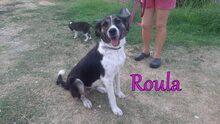 ROULA, Hund, Griechischer Hirtenhund-Mix in Griechenland - Bild 14