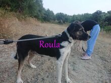 ROULA, Hund, Griechischer Hirtenhund-Mix in Griechenland - Bild 15