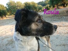 ROULA, Hund, Griechischer Hirtenhund-Mix in Griechenland - Bild 16