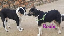 ROULA, Hund, Griechischer Hirtenhund-Mix in Griechenland - Bild 2