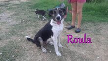 ROULA, Hund, Griechischer Hirtenhund-Mix in Griechenland - Bild 3