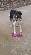 ROULA, Hund, Griechischer Hirtenhund-Mix in Griechenland - Bild 4